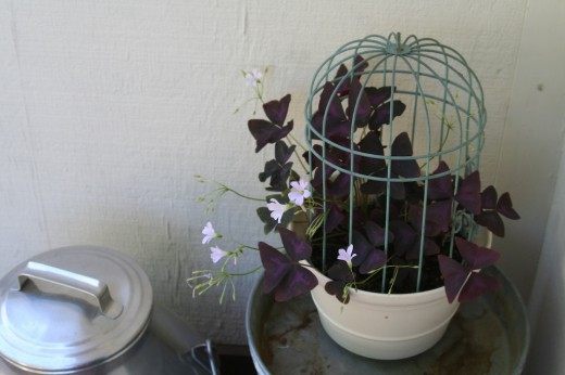 Кислица, Оксалис (Oxalis)
