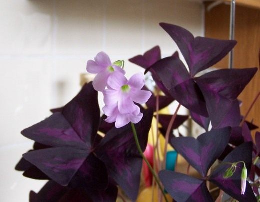 Кислица, Оксалис (Oxalis)