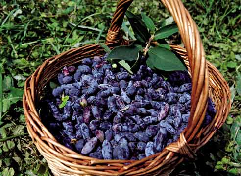 Жимолость голубая (Blue-berried Honeysuckle)