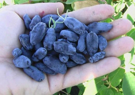 Жимолость голубая (Blue-berried Honeysuckle)