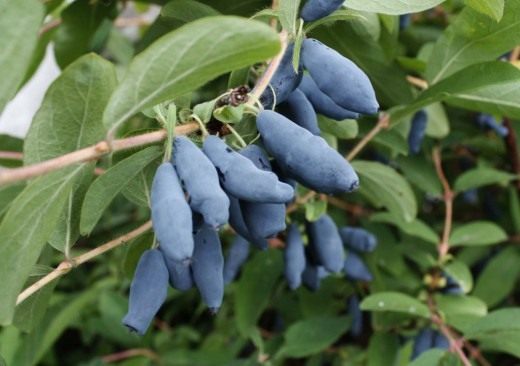 Жимолость голубая (Blue-berried Honeysuckle)