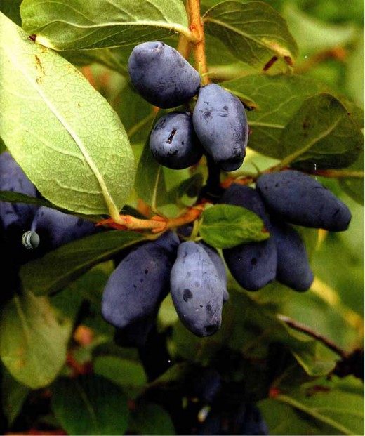 Жимолость голубая (Blue-berried Honeysuckle)