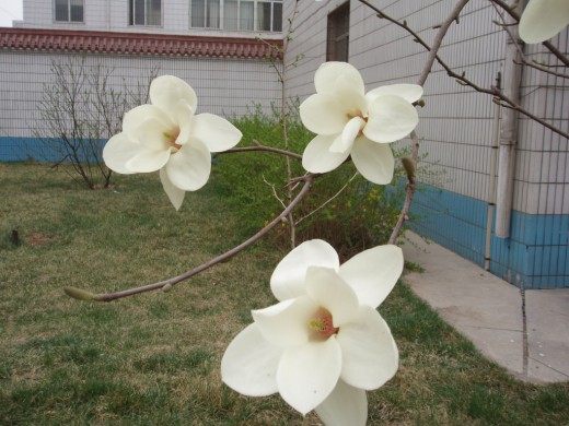 Магнолия голая (Yulan magnolia)