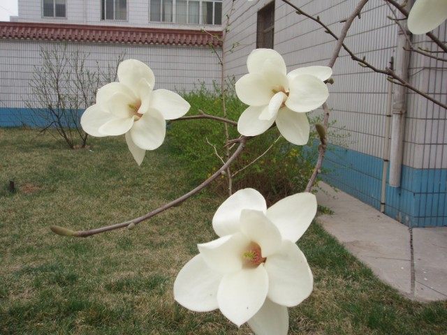 Магнолия голая (Magnolia denudata) Магнолия голая (Magnolia denudata)