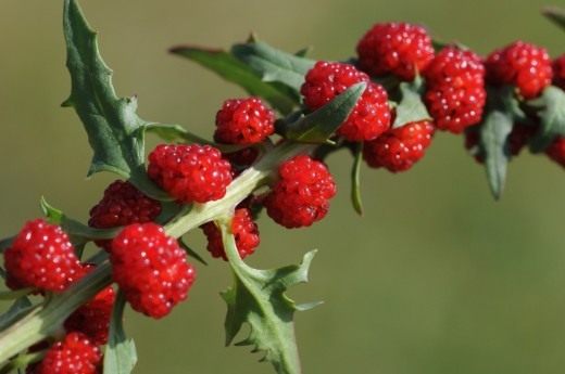 Марь многолистная, Жминда, земляничный шпинат (Chenopodium capitatum) Марь многолистная, Жминда, земляничный шпинат (Chenopodium capitatum)