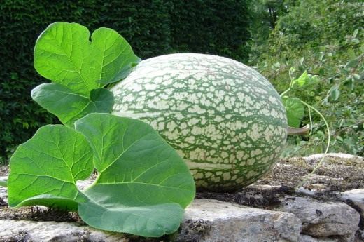 Фицефалия или тыква фиголистная (Cucurbita ficifolia or Chilacayote)