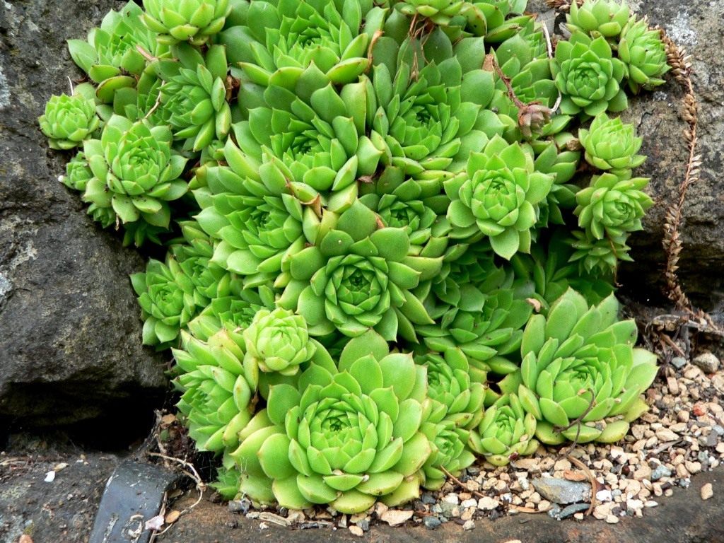 http://www.botanichka.ru/wp-content/uploads/2011/04/Houseleeks.jpg