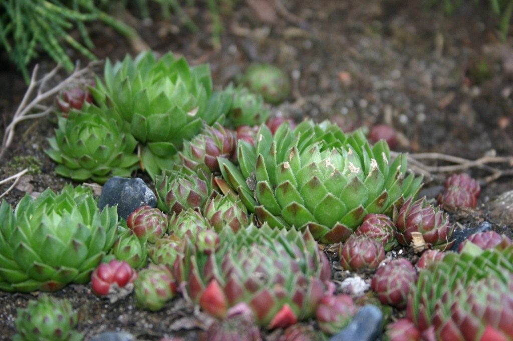 http://www.botanichka.ru/wp-content/uploads/2011/04/Houseleeks1.jpg
