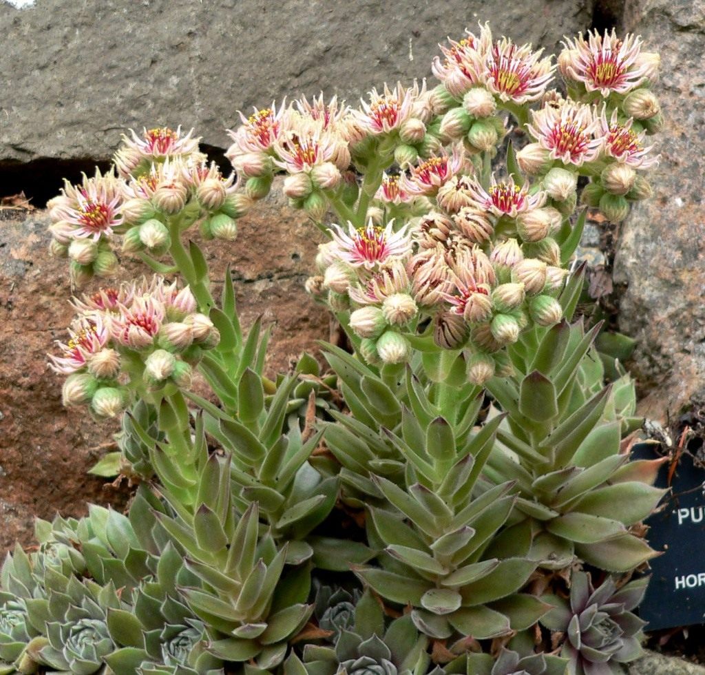 http://www.botanichka.ru/wp-content/uploads/2011/04/Houseleeks2.jpg