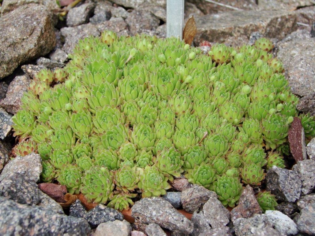 http://www.botanichka.ru/wp-content/uploads/2011/04/Houseleeks3.jpg