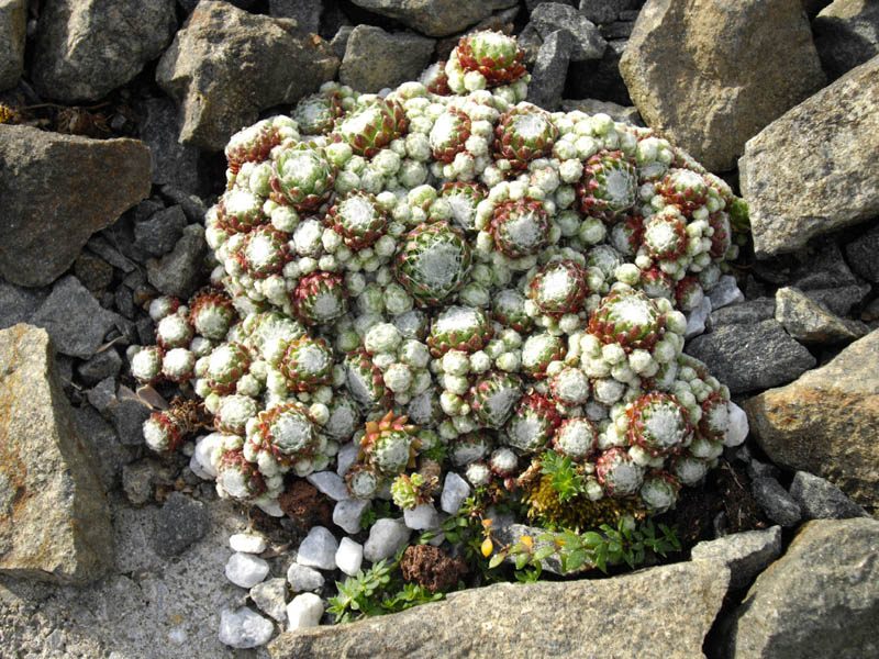 http://www.botanichka.ru/wp-content/uploads/2011/04/Houseleeks4.jpg
