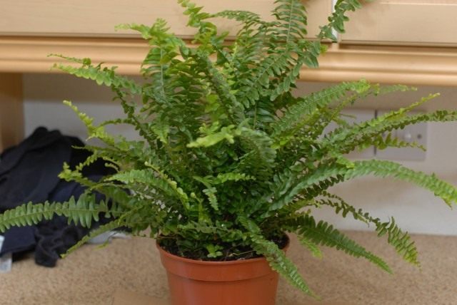Нефролепис (Nephrolepis) Нефролепис (Nephrolepis)