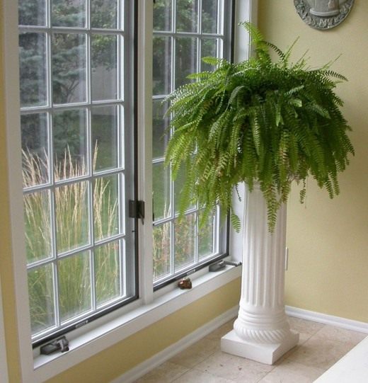 Общие сведения о растении Нефролепис - Nephrolepis. Свет: рассеянный