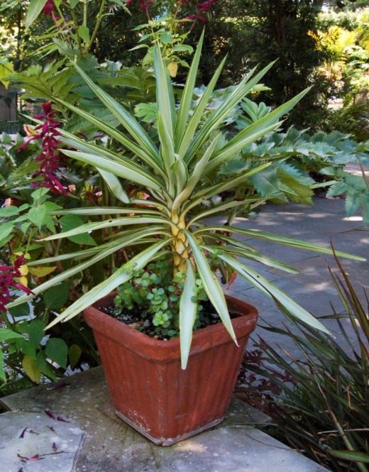 Юкка (Yucca) Юкка (Yucca)
