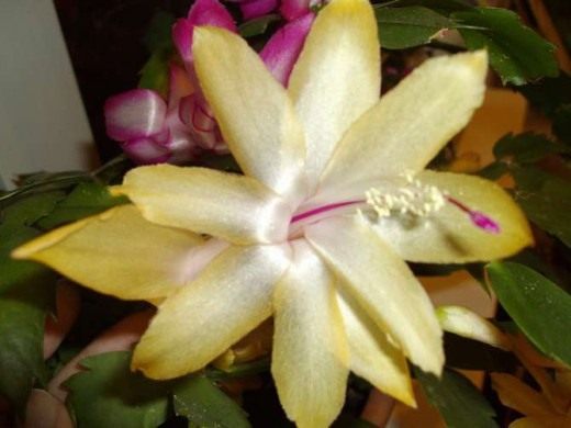  (Schlumbergera)