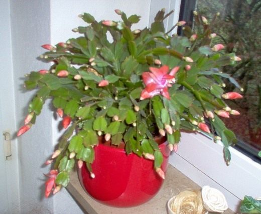  (Schlumbergera)