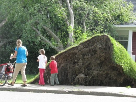 Деревья в городе (Trees in the city)