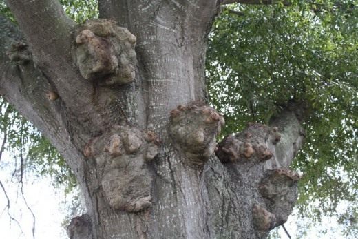 Деревья в городе (Trees in the city)