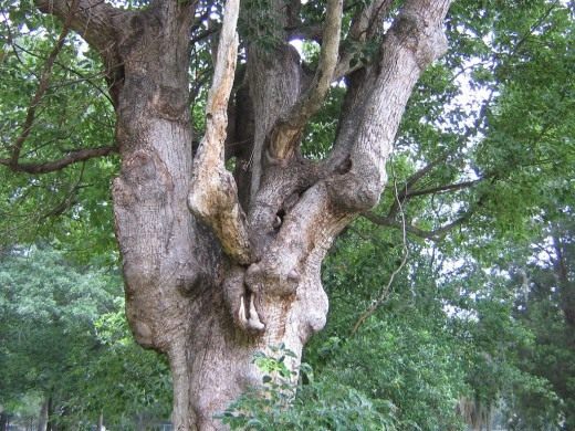 Деревья в городе (Trees in the city)