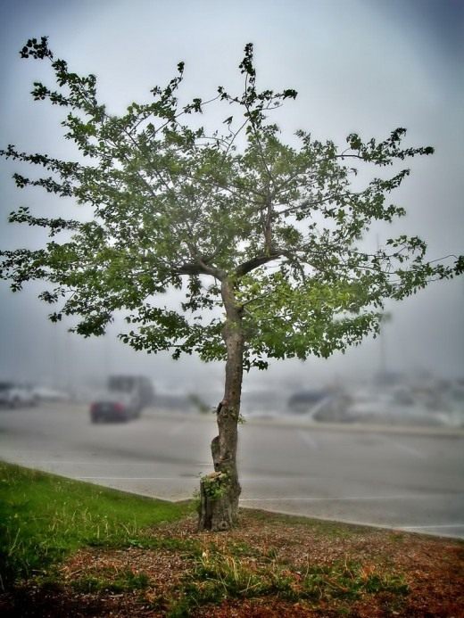 Деревья в городе (Trees in the city)