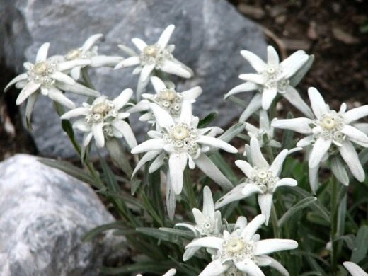 Эдельвейс альпийский (Leontopodium alpinum) Эдельвейс альпийский (Leontopodium alpinum)