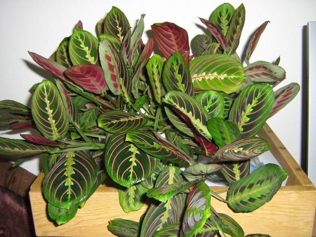 Маранта (Maranta) Маранта (Maranta)