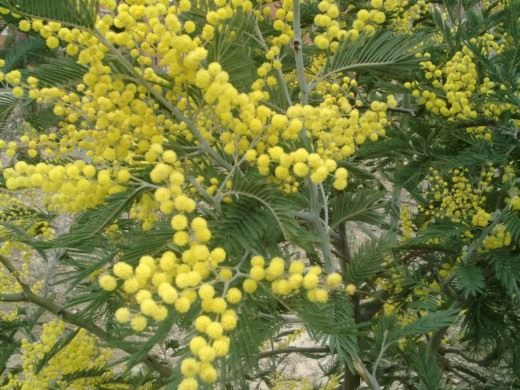 Акация серебристая, Момоза (Mimosa)