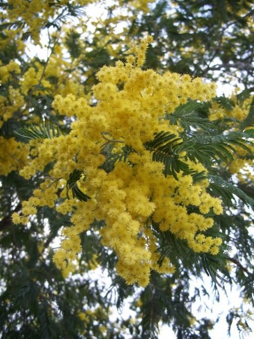 Акация серебристая, Момоза (Mimosa)