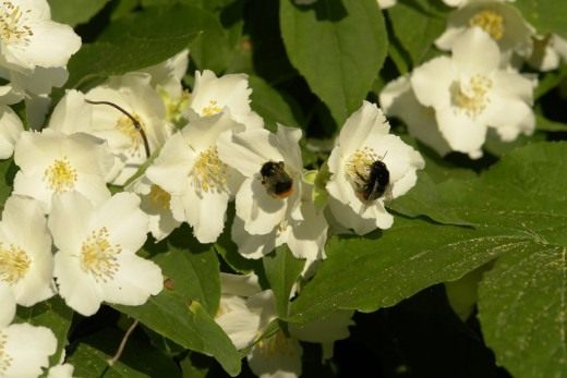 , " " (Mock-orange)