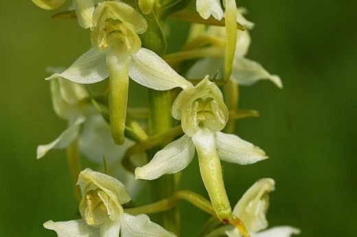 Любка двулистная (Platanthera bifolia) Любка двулистная (Platanthera bifolia)