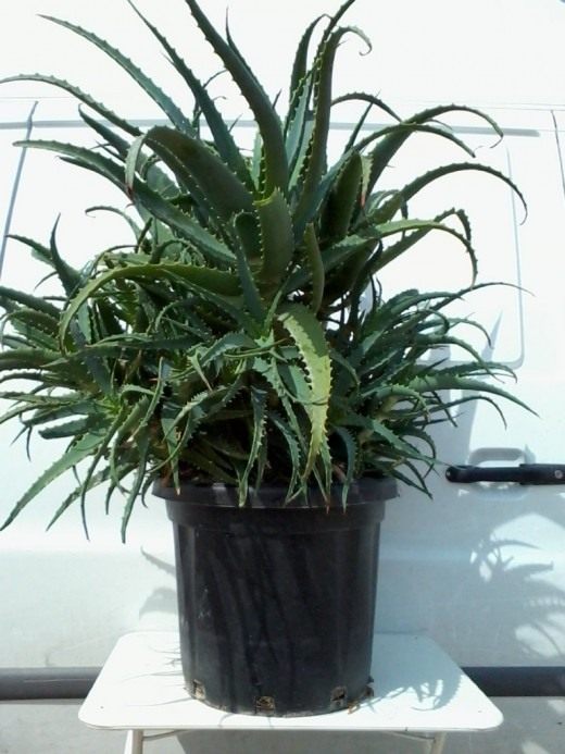 Алоэ древовидное (Aloe arborescens), или столетник Алоэ древовидное (Aloe arborescens), или столетник