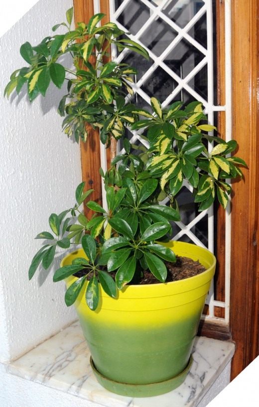  (Schefflera)