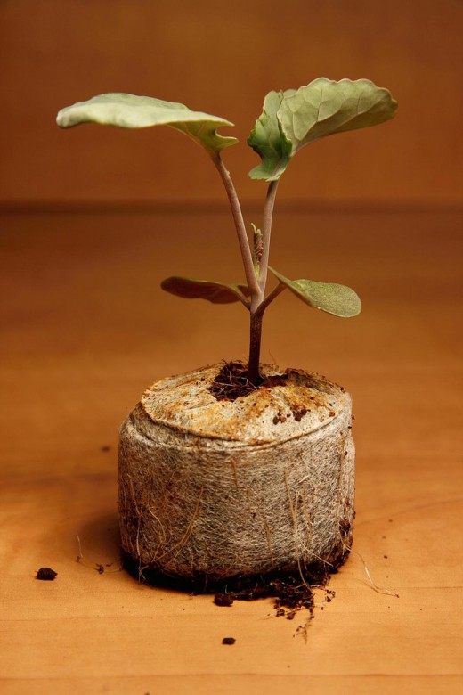 Рассада (Seedling) Рассада