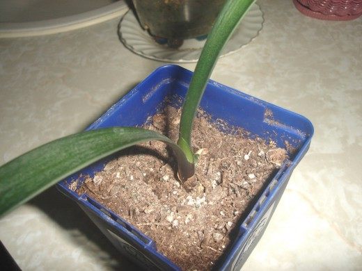 Рассада кливии (Clivia seedling)