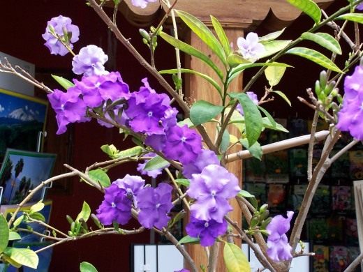   (. Brunfelsia pauciflora)
