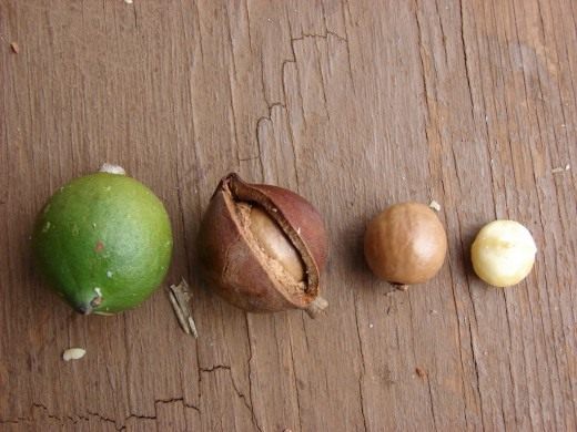 Орех Макадамия (Macadamia) Орех Макадамии