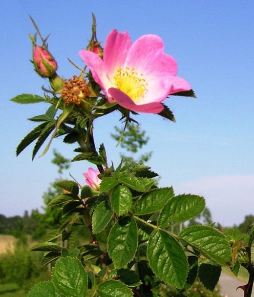 Шиповник красно-бурый (Rosa rubiginosa) Шиповник красно-бурый (Rosa rubiginosa)
