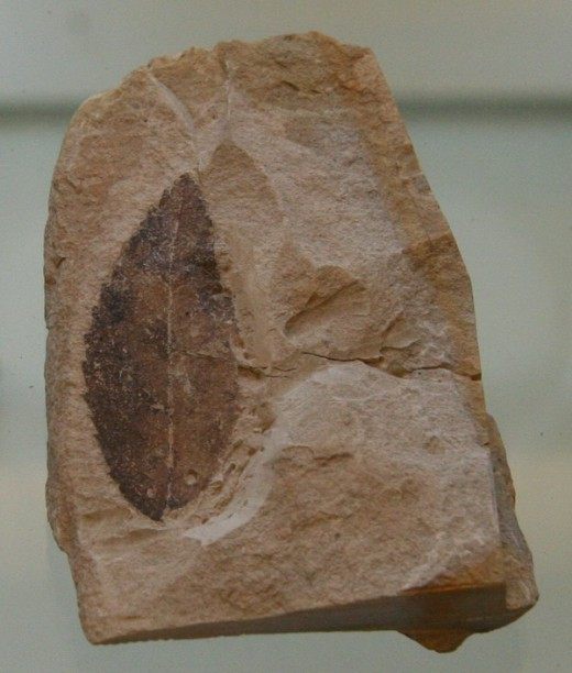 Окаменелый лист вымершего растения Rosa lignitum Окаменелый лист вымершего растения Rosa lignitum