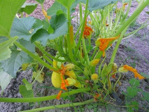 Крукнек скрудж (Crookneck squash)