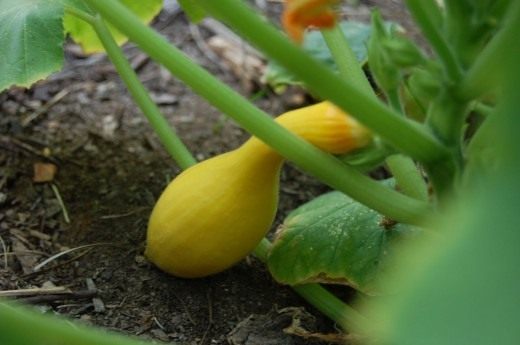 Крукнек скрудж (Crookneck squash)