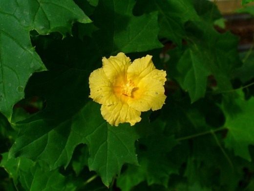 ��������� (Momordica) � <a  data-cke-saved-href="http://commons.wikimedia.org/wiki/File:Momordica_balsamina_009.jpg" href="http://commons.wikimedia.org/wiki/File:Momordica_balsamina_009.jpg" target="_blank">H. Zell</a>