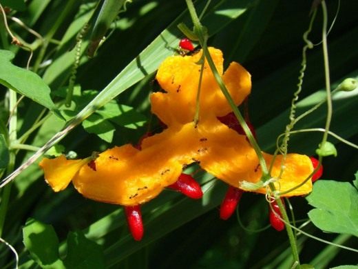 ��������� (Momordica) � <a  data-cke-saved-href="http://commons.wikimedia.org/wiki/File:BalsamPear04_USF_Asit.JPG" href="http://commons.wikimedia.org/wiki/File:BalsamPear04_USF_Asit.JPG" target="_blank">Thaumaturgist</a>
