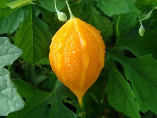 ��������� (Momordica) � <a  data-cke-saved-href="http://commons.wikimedia.org/wiki/File:BalsamPear12_MI_Asit.JPG" href="http://commons.wikimedia.org/wiki/File:BalsamPear12_MI_Asit.JPG" target="_blank">Thaumaturgist</a>