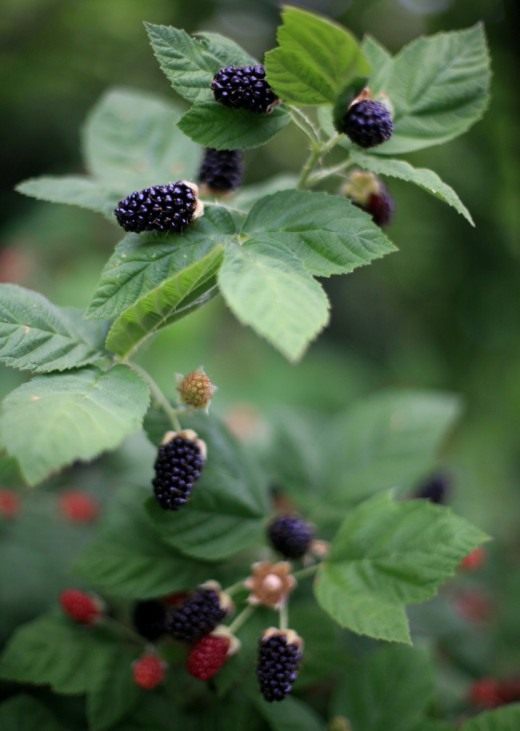 Ежевика (Blackberry) Ежевика (Blackberry)