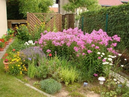 ������ � �������� ( Phlox in the garden) � Jean-Luc