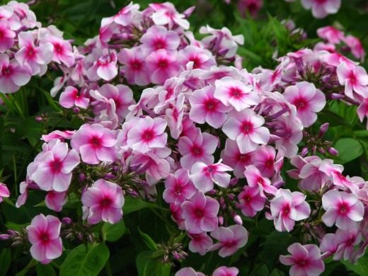 ����� '�������' (Phlox 'Rumyaniy') � ������ ������