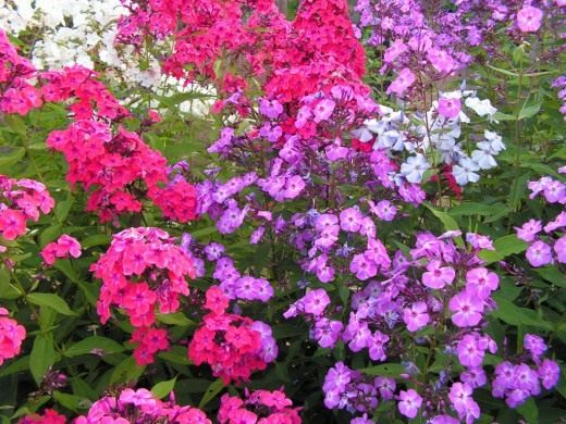 ������ ����������� (Phlox paniculata) � Bff