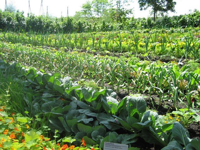 продукты друзья и враги для похудения продукты друзья и враги для похудения