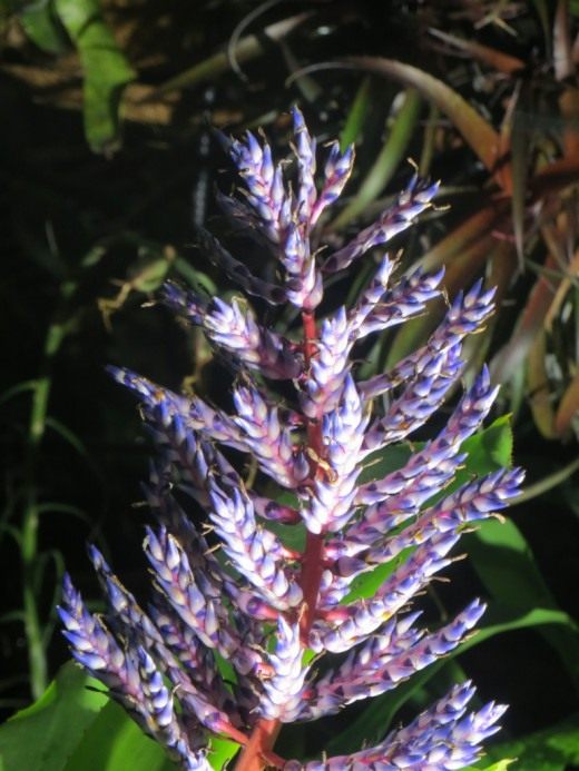   'Blue Tango'