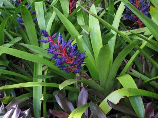  'Blue Tango'